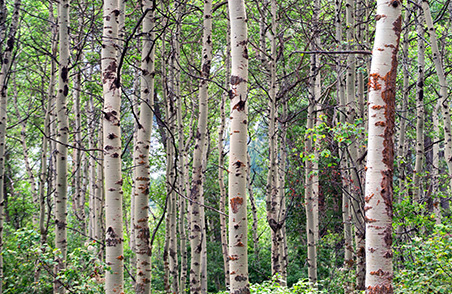 astor steel şerit testereler